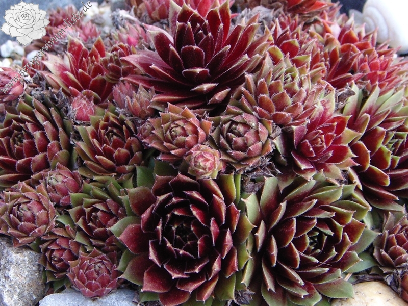 Heigham Red | Sempervivum-Liste